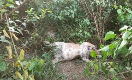 Harimau Sumatera Mangsa Lembu dan Anjing Warga di Langkat